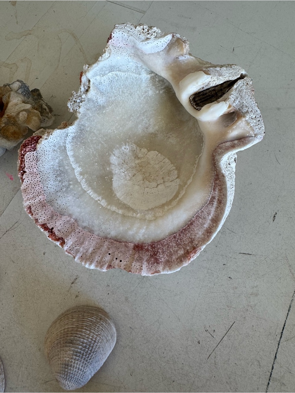Decorative Assorted Sea Shells and Coral Collection - Picture 3 of 5